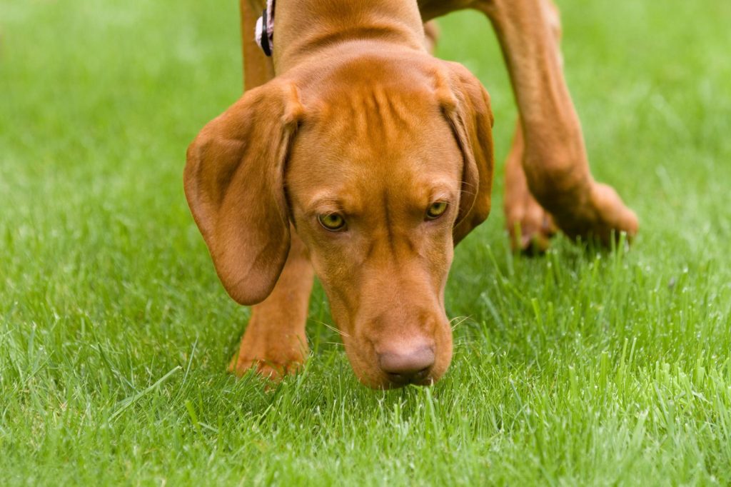 Perché i cani mangiano la cacca?