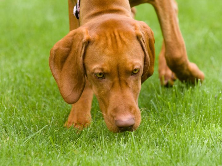 Perché i cani mangiano la cacca?