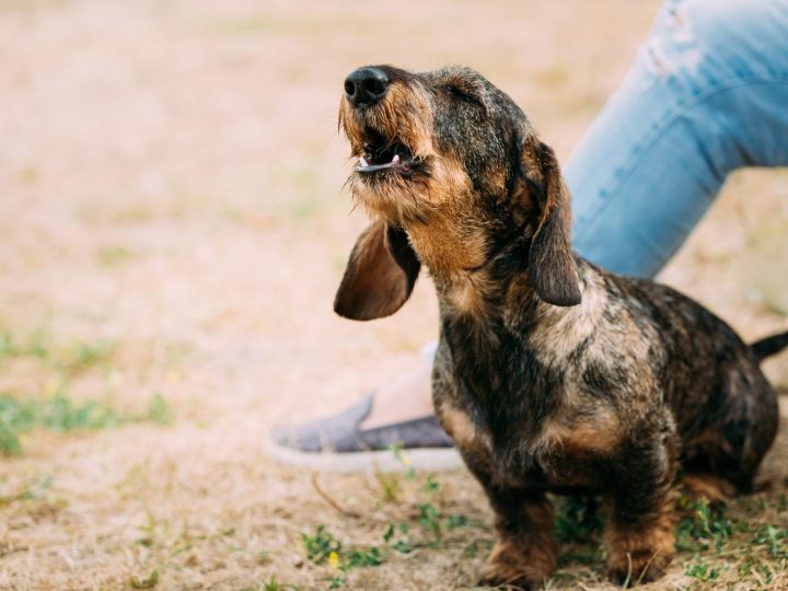 Perché i cani ululano?