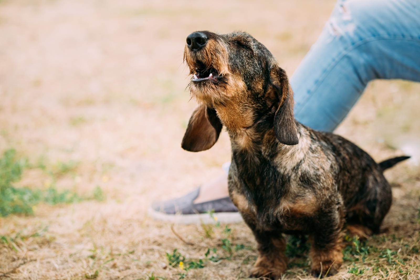 Perché i cani ululano?