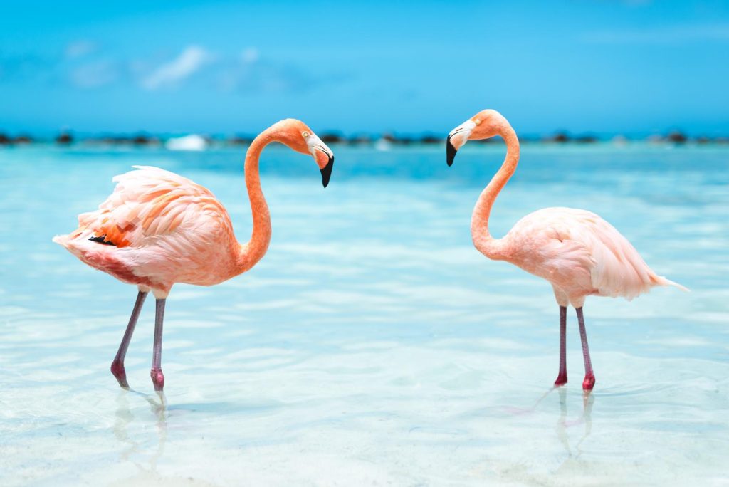 Perché i fenicotteri sono rosa?