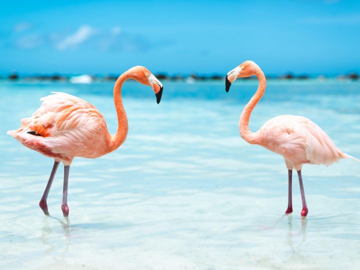 Perché i fenicotteri sono rosa?