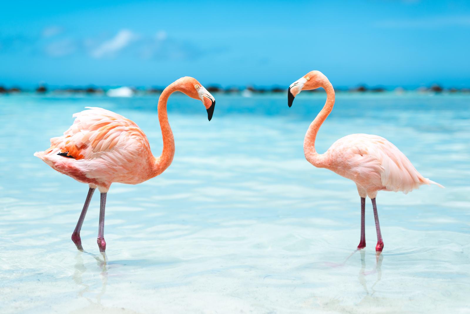 Perché i fenicotteri sono rosa?