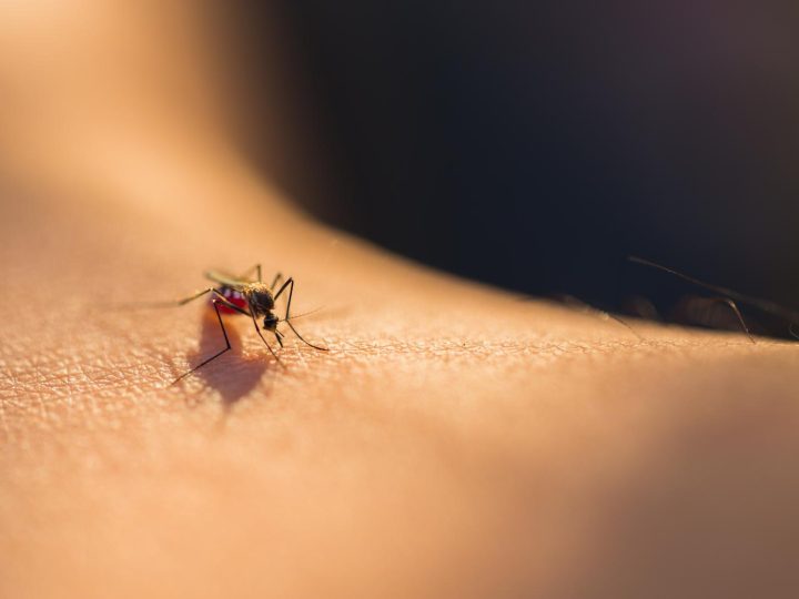 Perché le zanzare pungono?