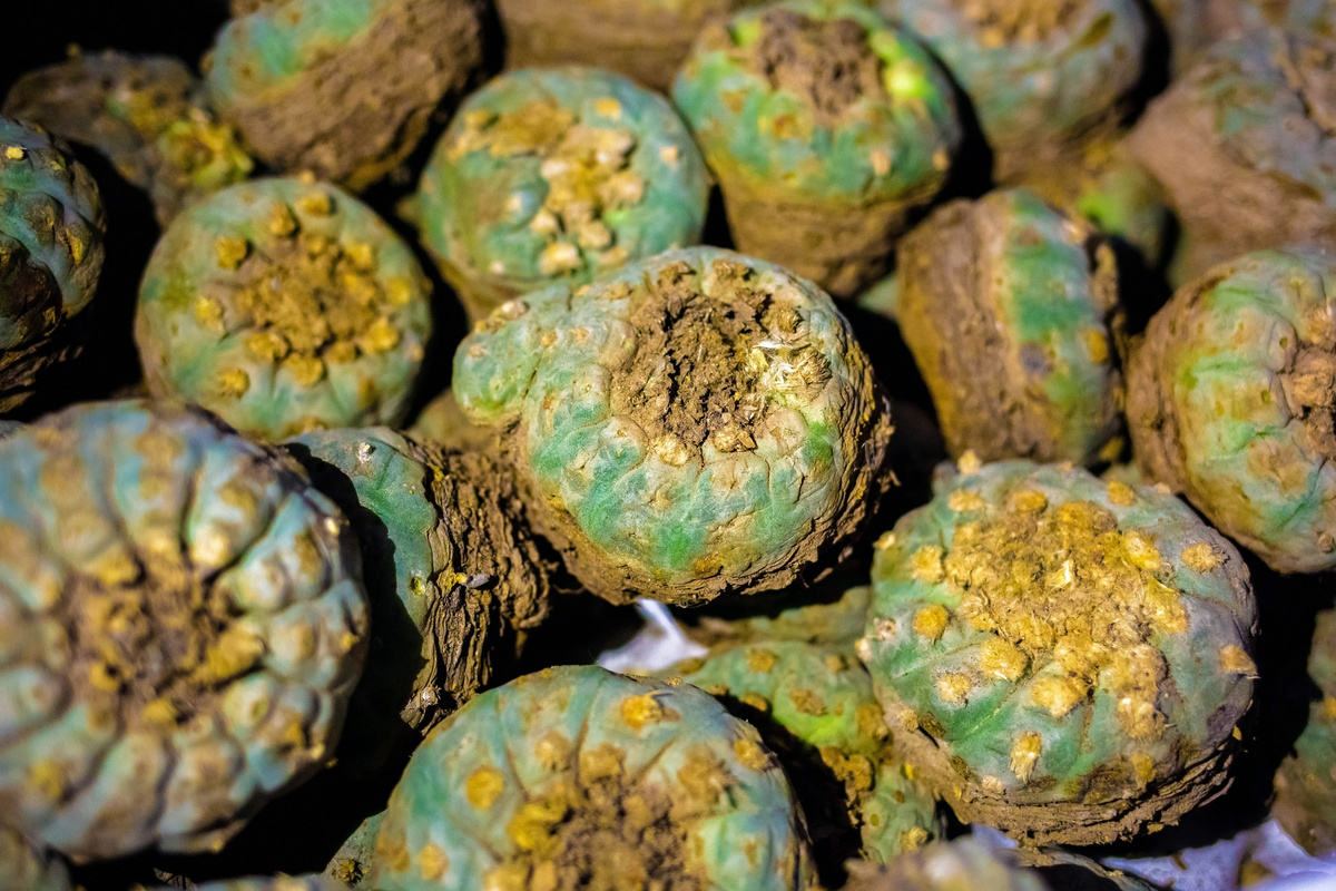 Benefici del Peyote