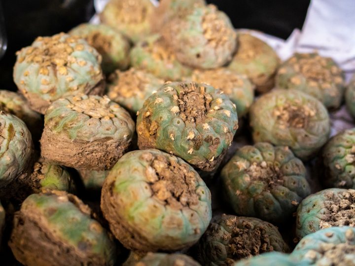 Peyote: benefici e utilizzo