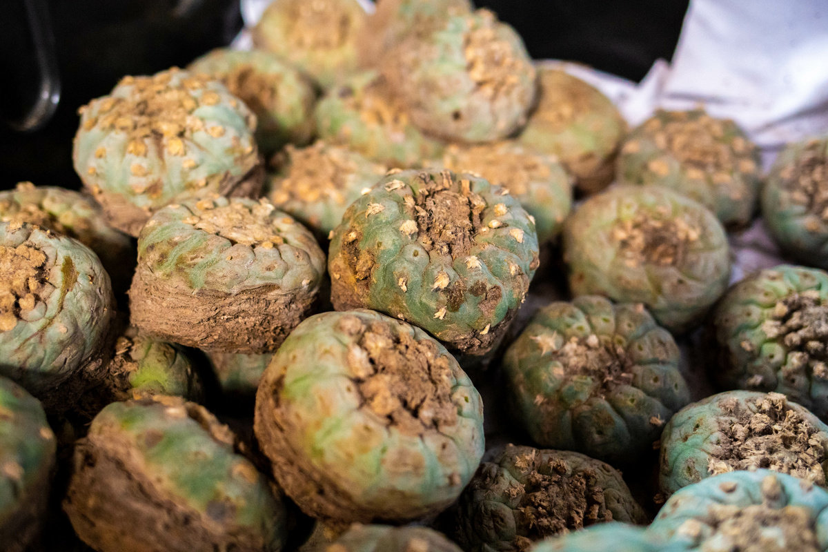 Peyote: benefici e utilizzo
