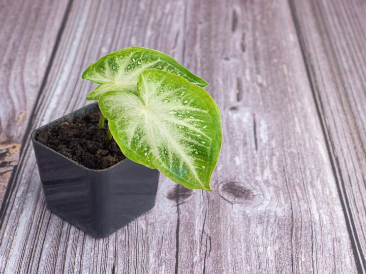 Podofillo: benefici e utilizzo