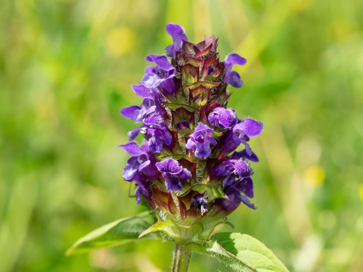 Prunella: benefici e utilizzo