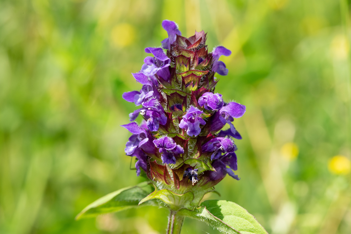 Prunella: benefici e utilizzo