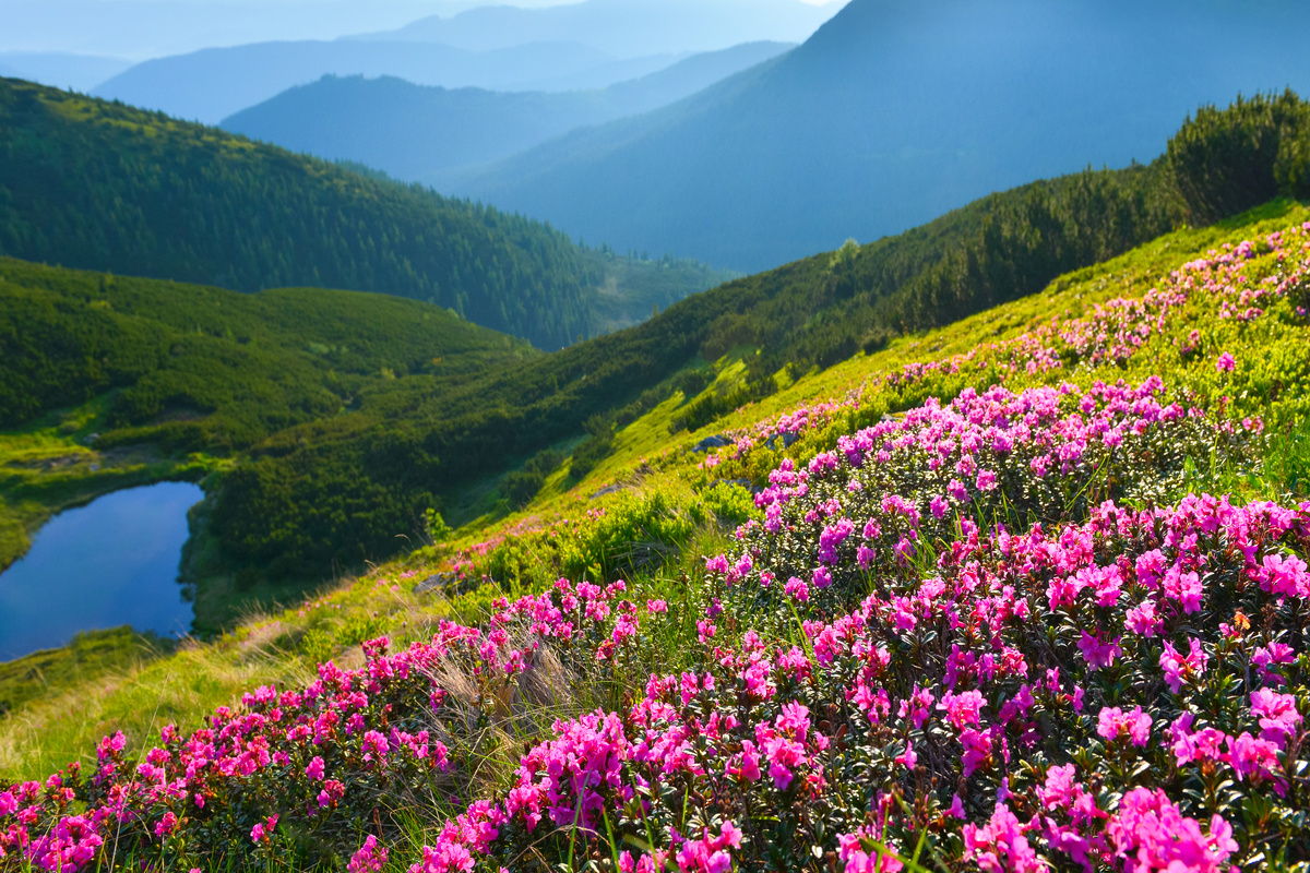 Benefici del Rododendro di Adams