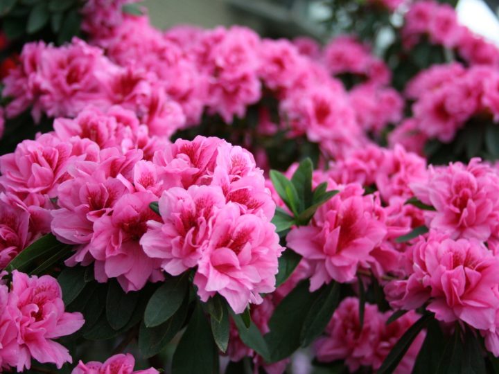 Rododendro di Adams: benefici e utilizzo