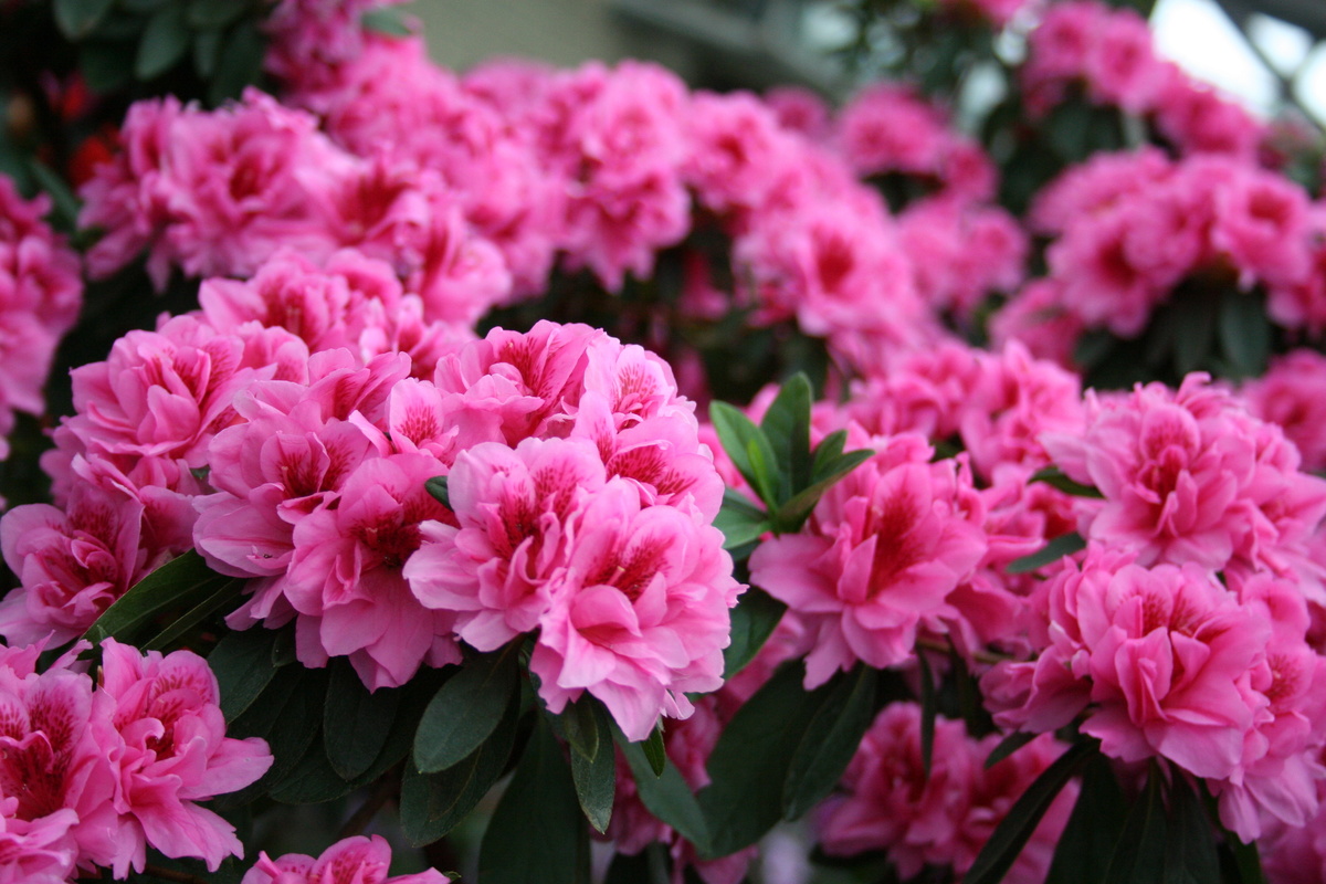 Rododendro di Adams: benefici e utilizzo