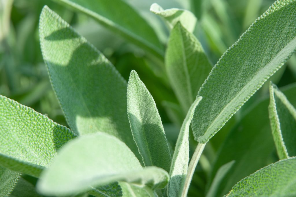 Salvia Sclarea: benefici e utilizzo