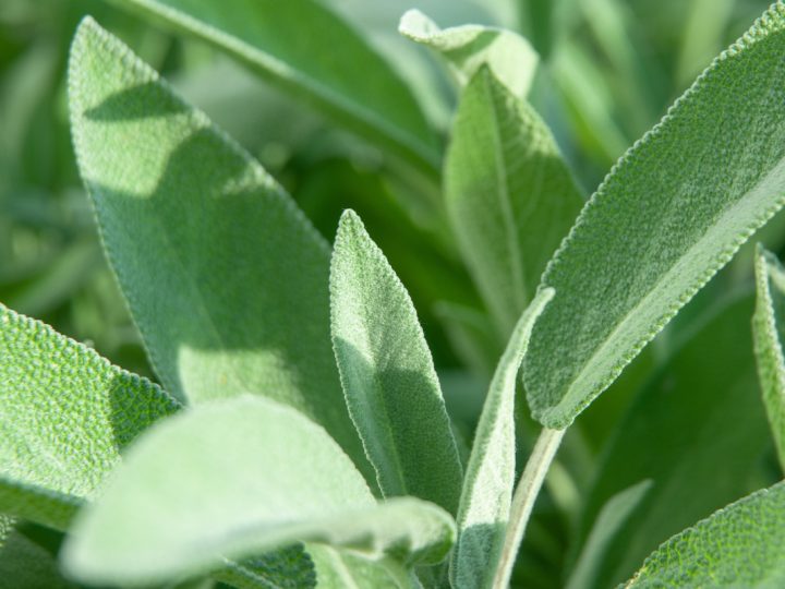 Salvia Sclarea: benefici e utilizzo