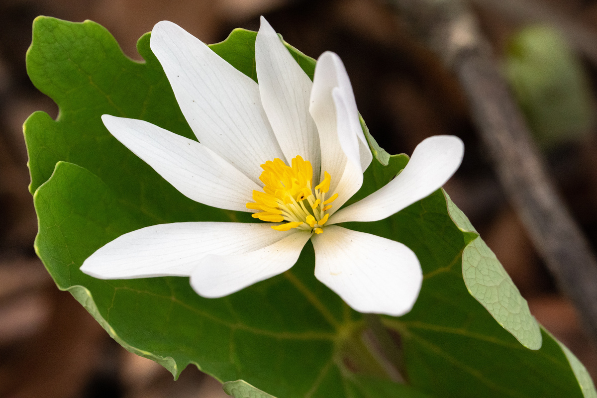 Benefici della Sanguinaria