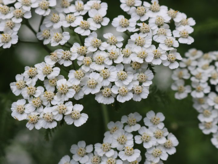 Sanguinaria: benefici e utilizzo