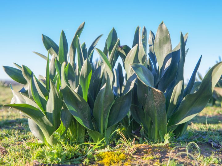 Scilla: benefici e utilizzo