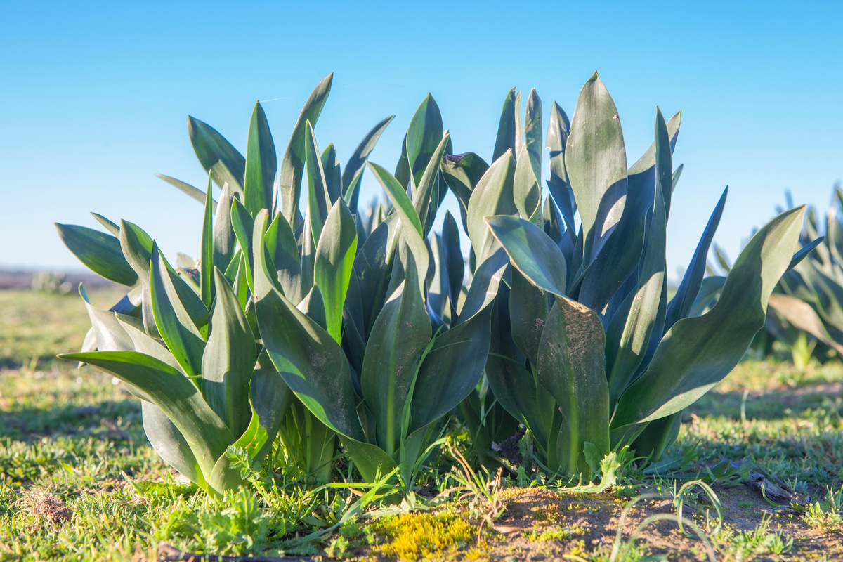 Scilla: benefici e utilizzo