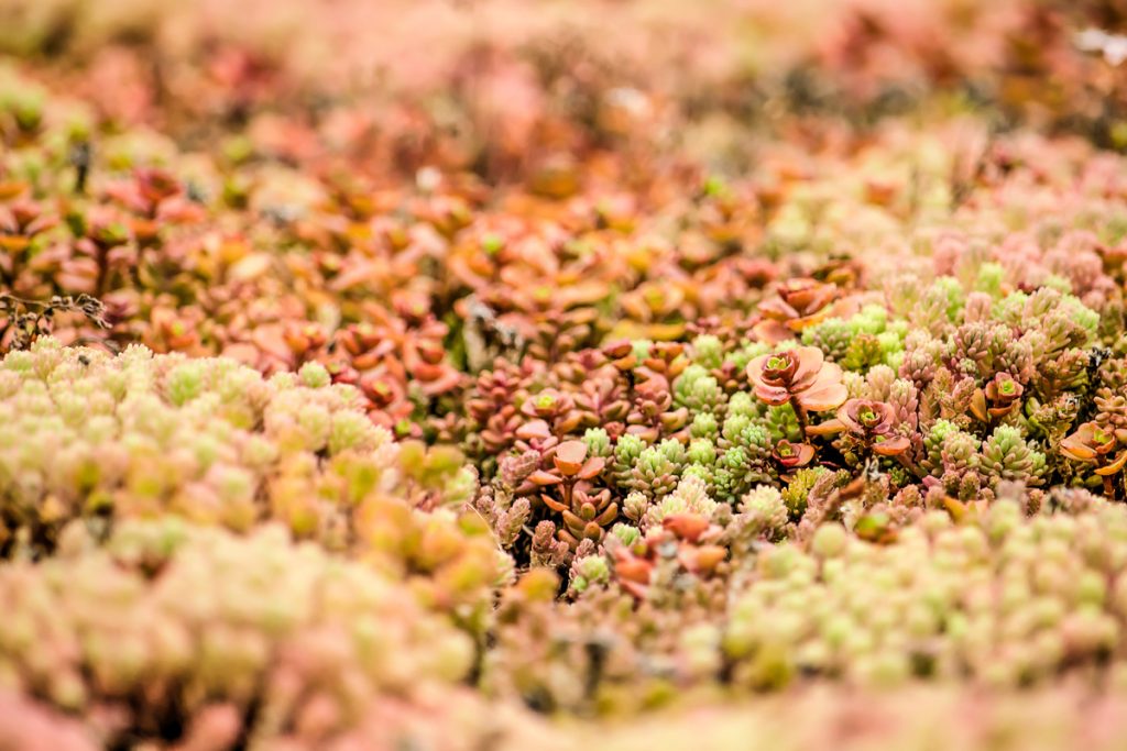 Sedum: benefici e utilizzo