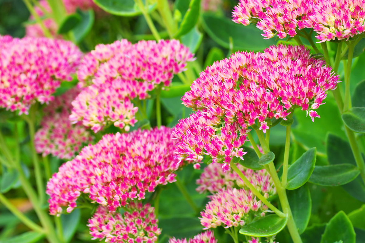 Benefici del Sedum