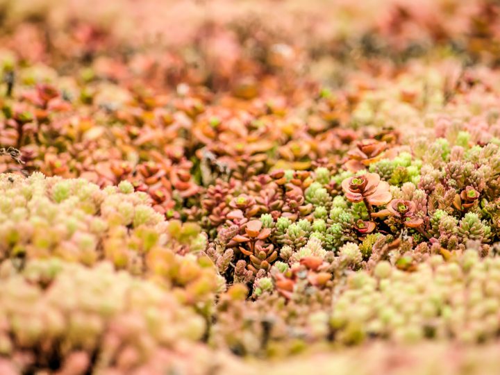 Sedum: benefici e utilizzo