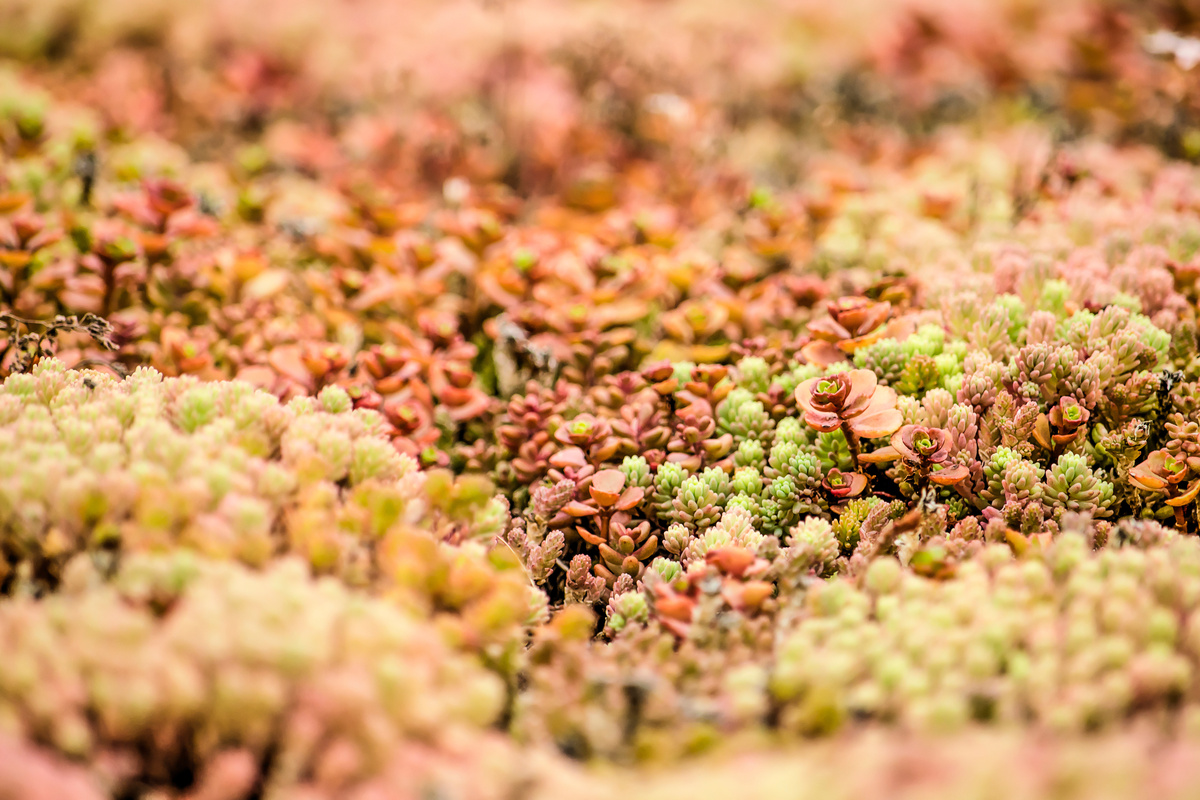 Sedum: benefici e utilizzo
