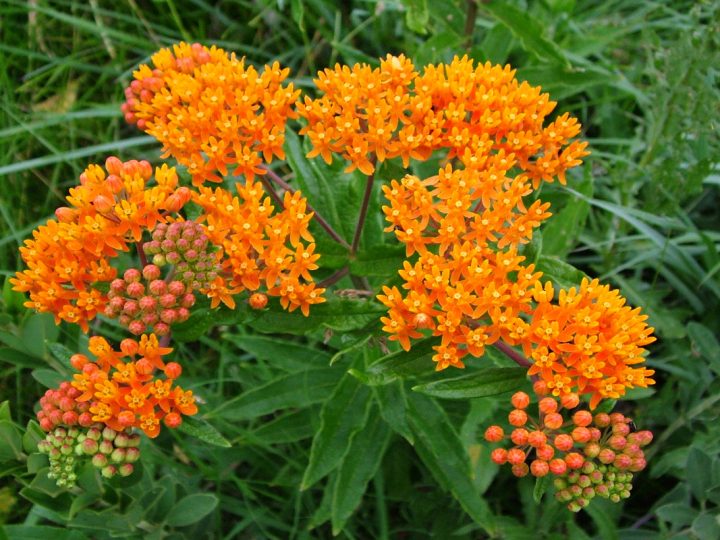 Tuberosa: benefici e utilizzo