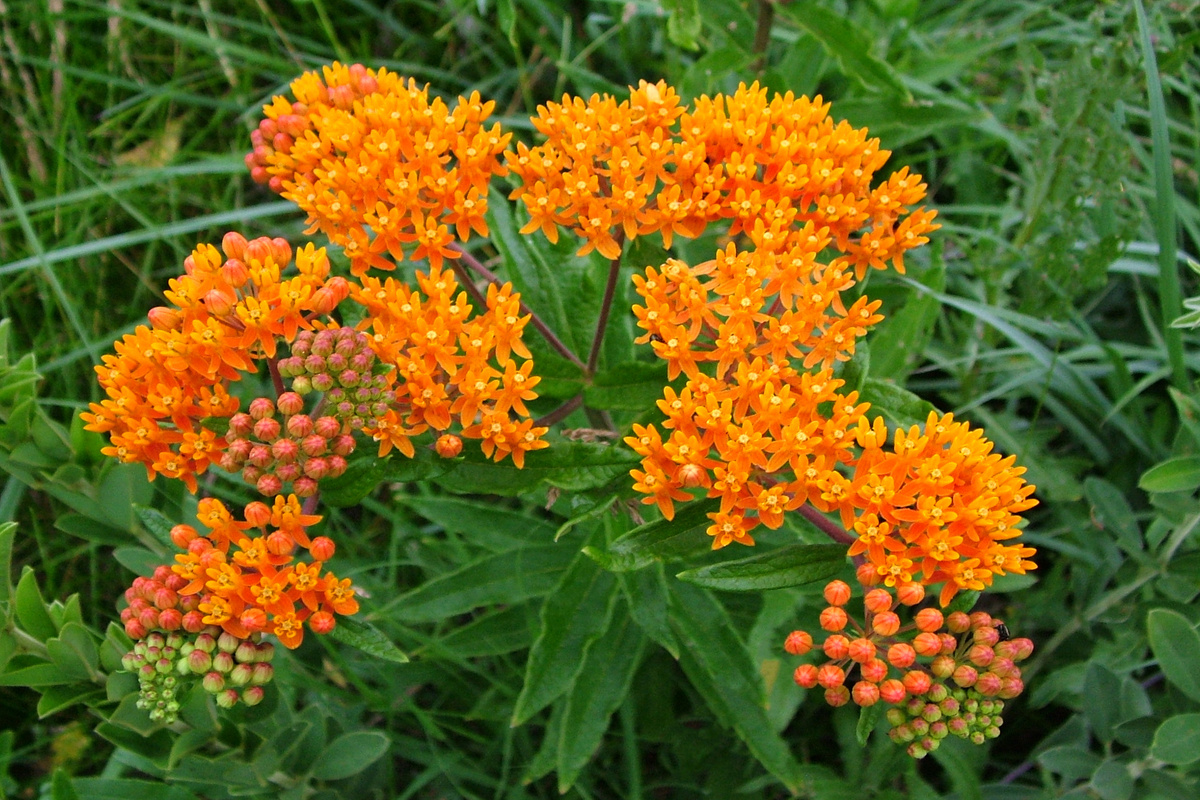 Tuberosa: benefici e utilizzo