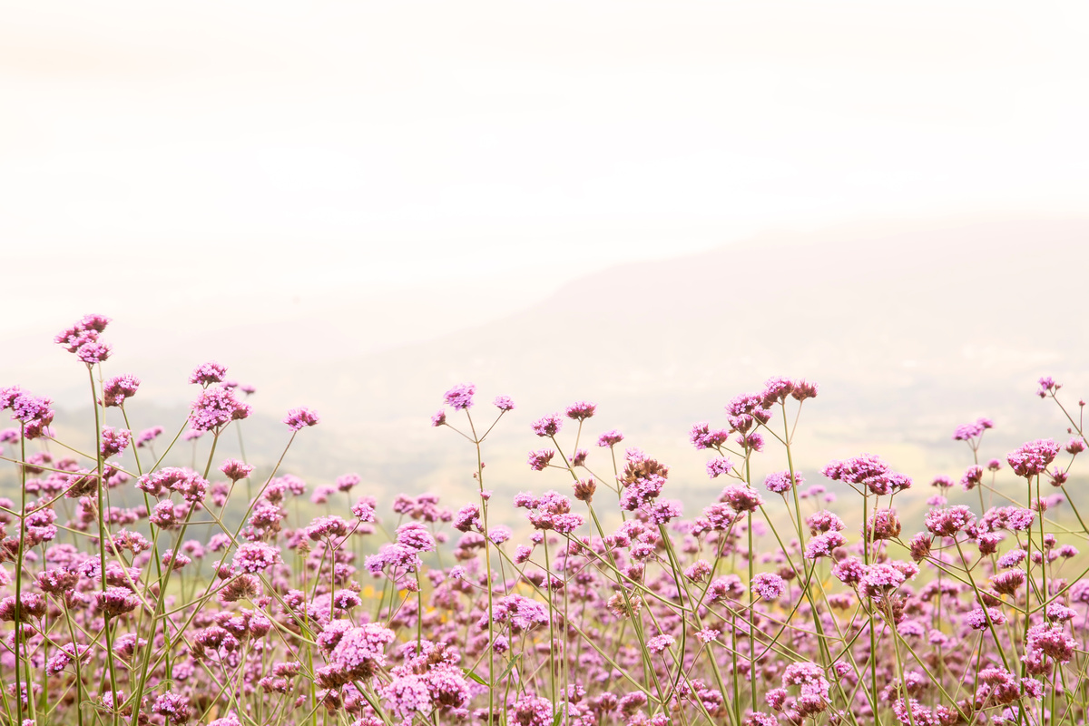 Benefici della Verbena Officinale