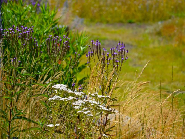 Verbena Officinale: benefici e utilizzo
