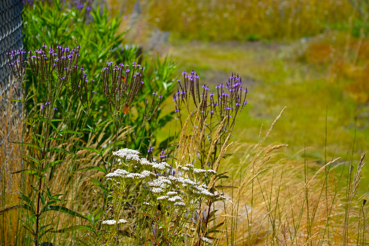 Verbena Officinale: benefici e utilizzo