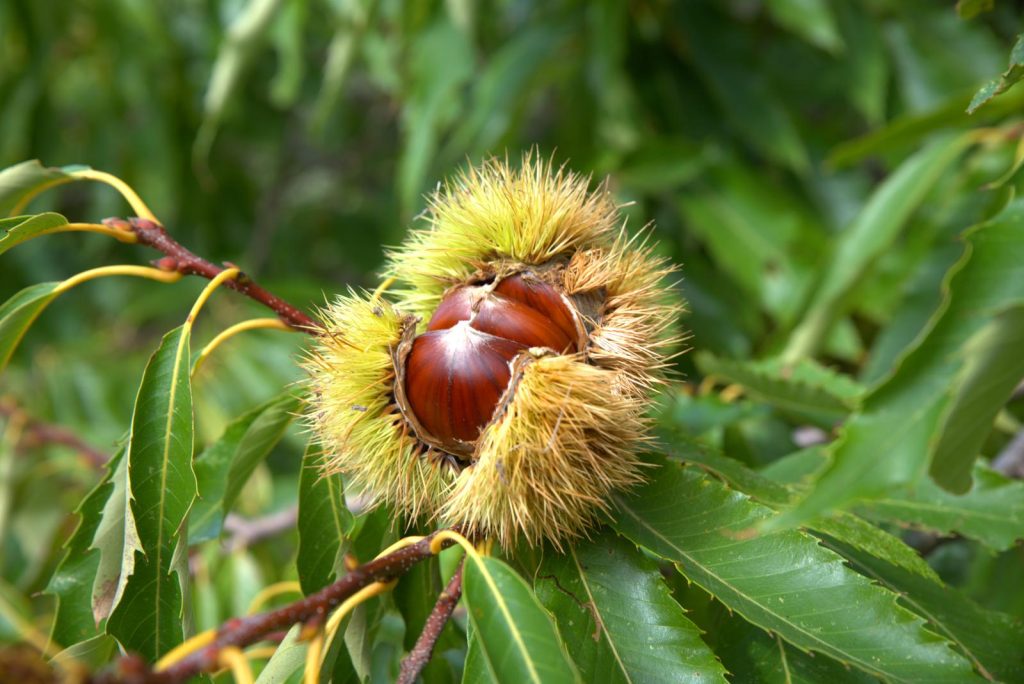 le castagne fanno ingrassare