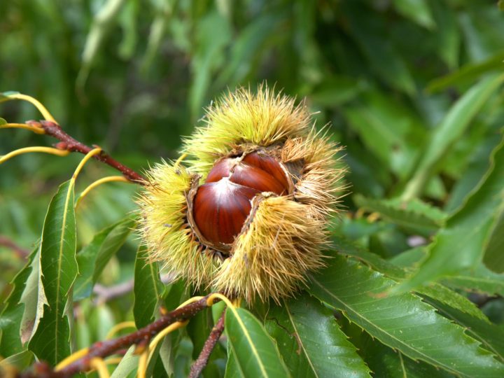 Le castagne fanno ingrassare? Scopri la verità dietro questo gustoso frutto autunnale!