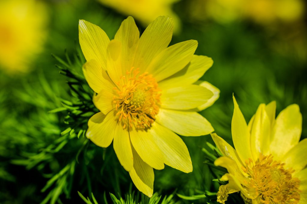 Adonide Primaverile: benefici e utilizzo