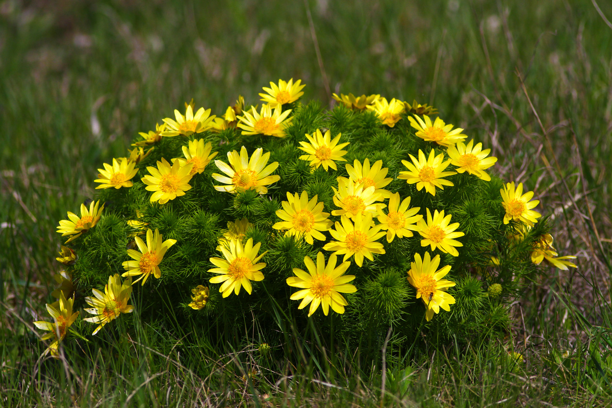 Benefici dell'Adonide primaverile