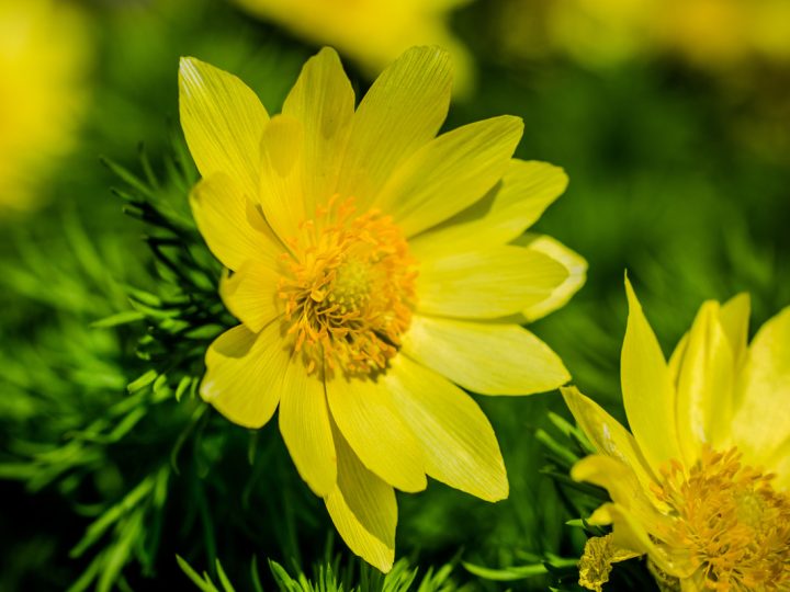 Adonide Primaverile: benefici e utilizzo
