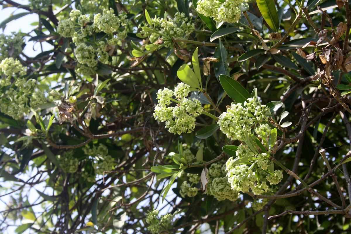 Benefici dell'Alstonia