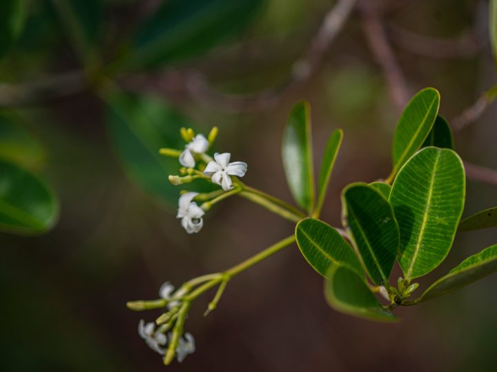 Alstonia: benefici e utilizzo