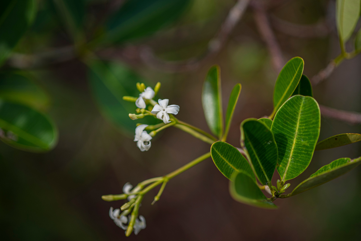 Alstonia: benefici e utilizzo