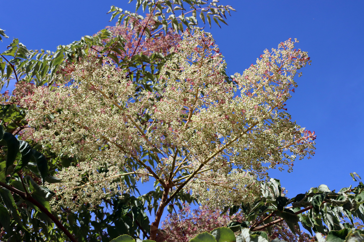 Benefici dell'Aralia