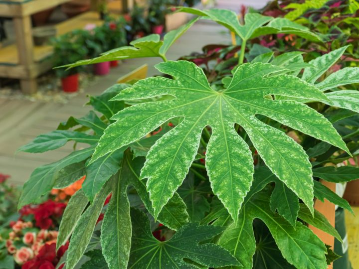 Aralia: benefici e utilizzo