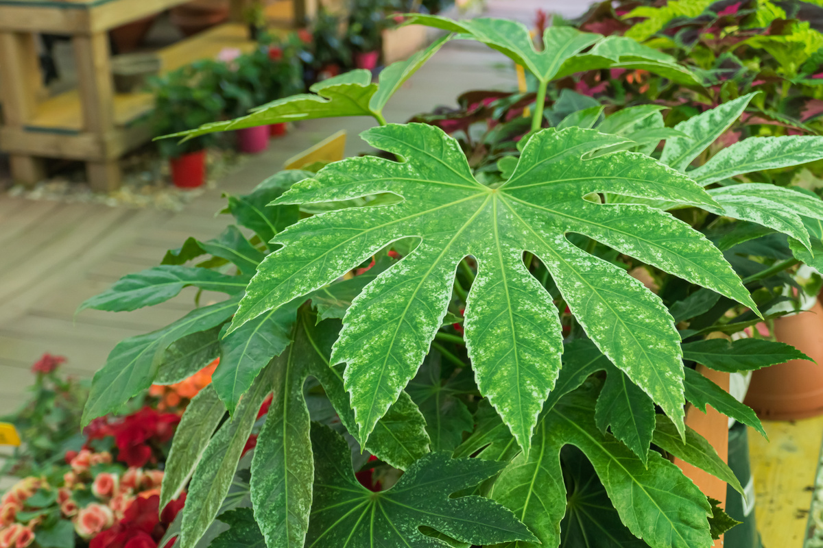 Aralia: benefici e utilizzo