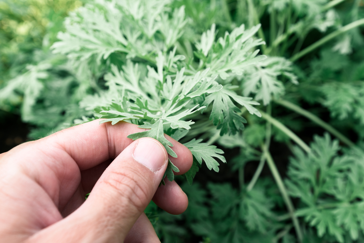 Benefici dell'Artemisia
