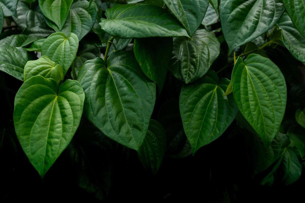 Benefici del Betel