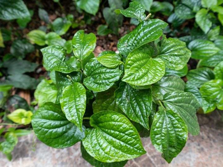 Betel: benefici e utilizzo