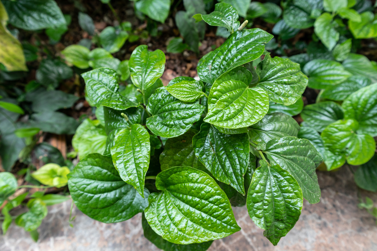 Betel: benefici e utilizzo