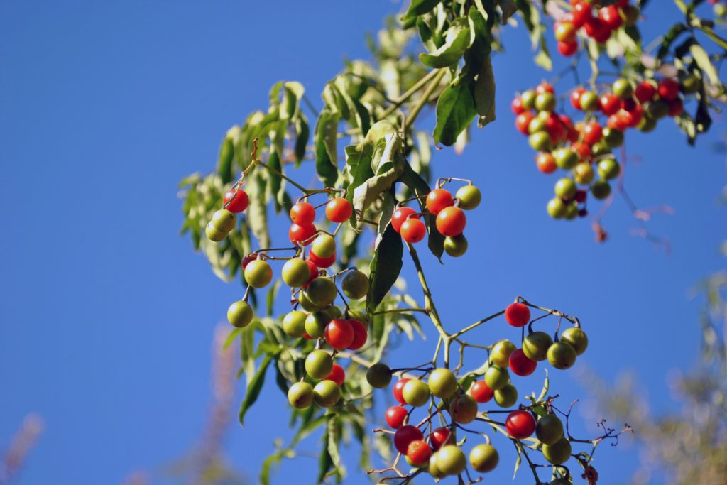 Cascara Sagrada: benefici e utilizzo