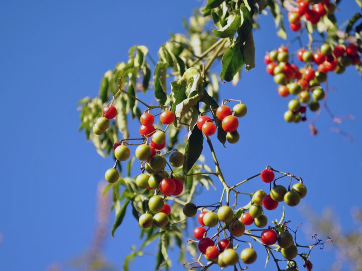 Cascara Sagrada: benefici e utilizzo