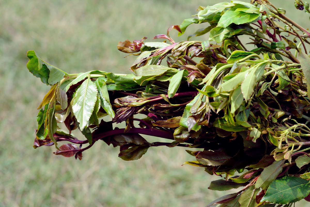 Benefici della Catha